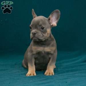 Calvin, French Bulldog Puppy
